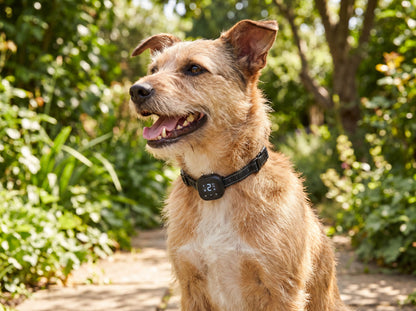 Terrier wearing the NooBark collar